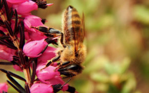 Bee Propolis-Vaseline